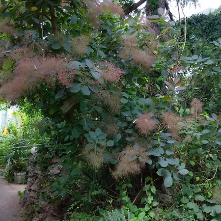 Botanika